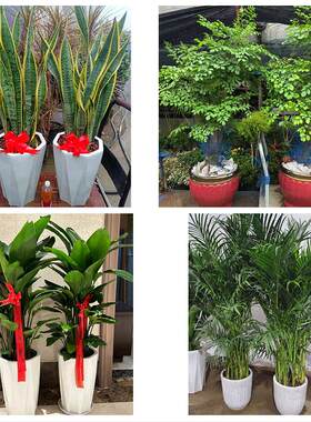黄山市休宁县黟县祁门县附近花卉店同城配送开业绿植发财树幸福树