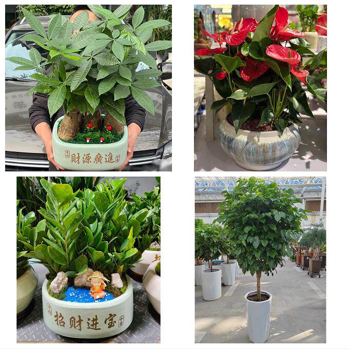 开业乔迁绿植发财树绿萝佛山市禅城南海顺德三水高明同城花店配送