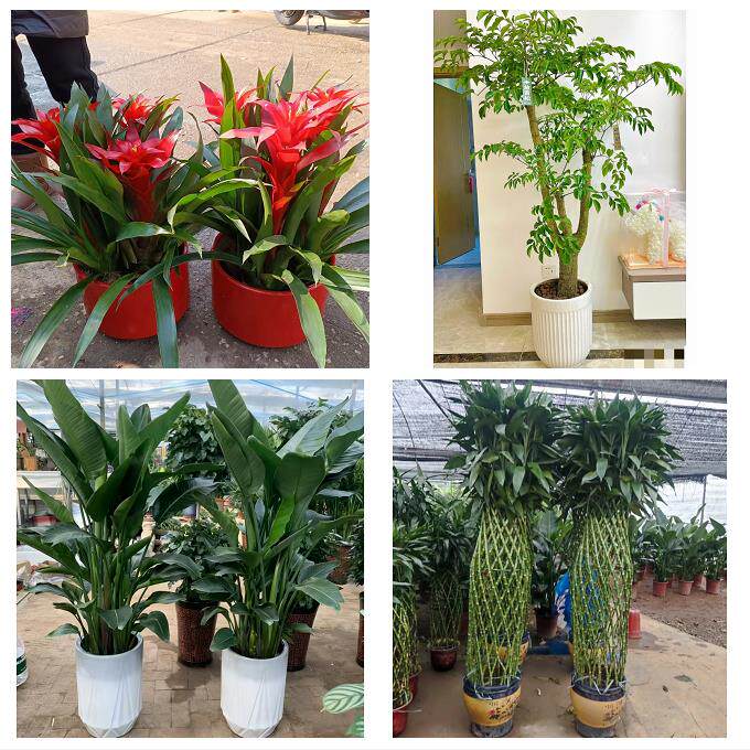 开业乔迁绿植发财树绿萝孝感市云梦县应城安陆汉川市同城花店配送