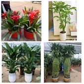 开业乔迁绿植发财树绿萝孝感市云梦县应城安陆汉川市同城花店配送