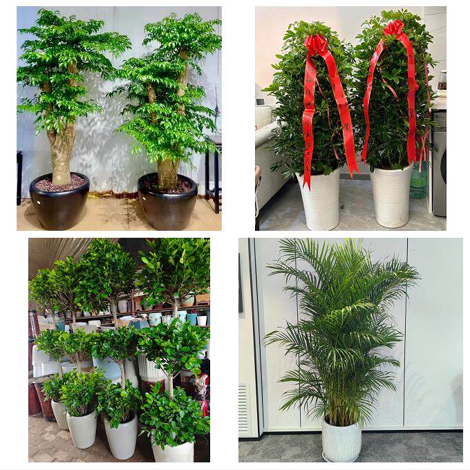 上海市奉贤区南桥奉城庄行镇同城绿植店送发财树幸福树开业入新居