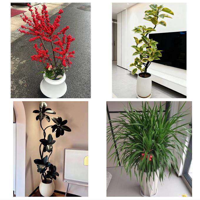 送四川省内江市资中县隆昌县同城绿植店送发财树幸福树开业入新居