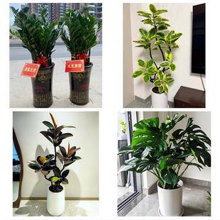 送昭通市彝良县威信县水富县同城绿植花店公司开业送发财树金钱树