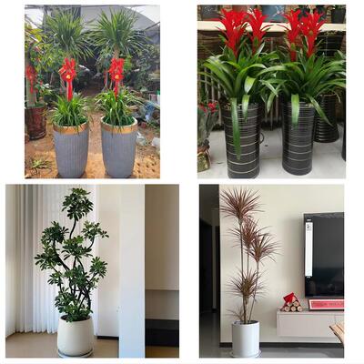 呼伦贝尔牙克石扎兰屯根河市同城绿植店送发财树幸福树开业入新居