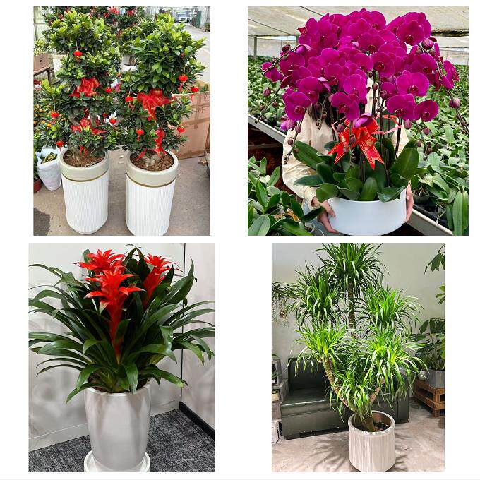 开业乔迁绿植发财树绿萝毕节市织金纳雍县威宁赫章县同城花店配送