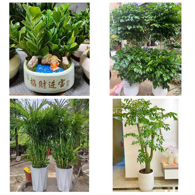 开业乔迁绿植发财树绿萝重庆沙坪坝区山洞新桥天星桥同城花店配送
