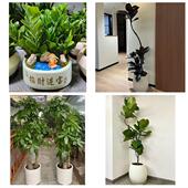 开业乔迁绿植发财树绿萝送成都市郫都区大邑县蒲江县同城花店配送