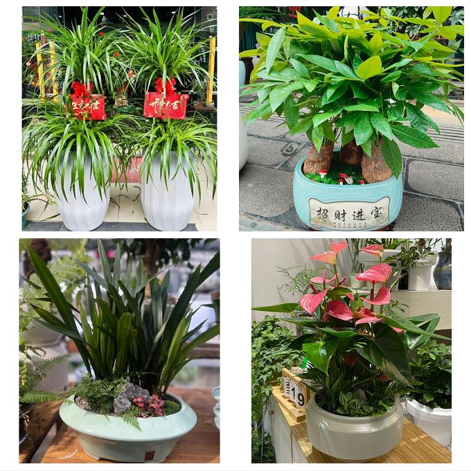 山西晋中市榆次区榆社县左权县花店同城送发财树公司开业乔迁绿植