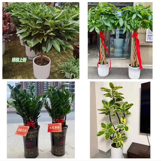 送漳州市芗城区龙文区云霄县同城绿植花店公司开业送发财树金钱树