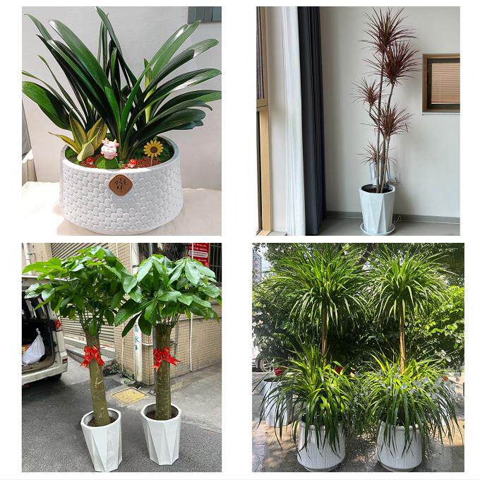 开业乔迁绿植发财树绿萝常德澧县临澧桃源石门县津市同城花店配送