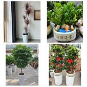 开业乔迁绿植发财树绿萝天津市河西区陈塘庄柳林东海同城花店配送