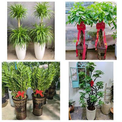 送上海市普陀区长征镇桃浦镇绿植店同城配送公司开业发财树绿萝柱