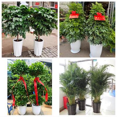 赣州市上犹崇义安远县龙南县绿植店同城配送公司开业发财树绿萝柱