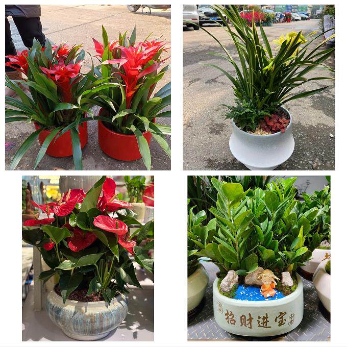 开业乔迁绿植发财树绿萝湖北随州市曾都区随县广水市同城花店配送