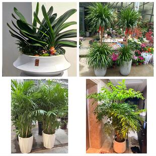 北京市房山区东风迎风星城街同城绿植花店公司开业送发财树金钱树