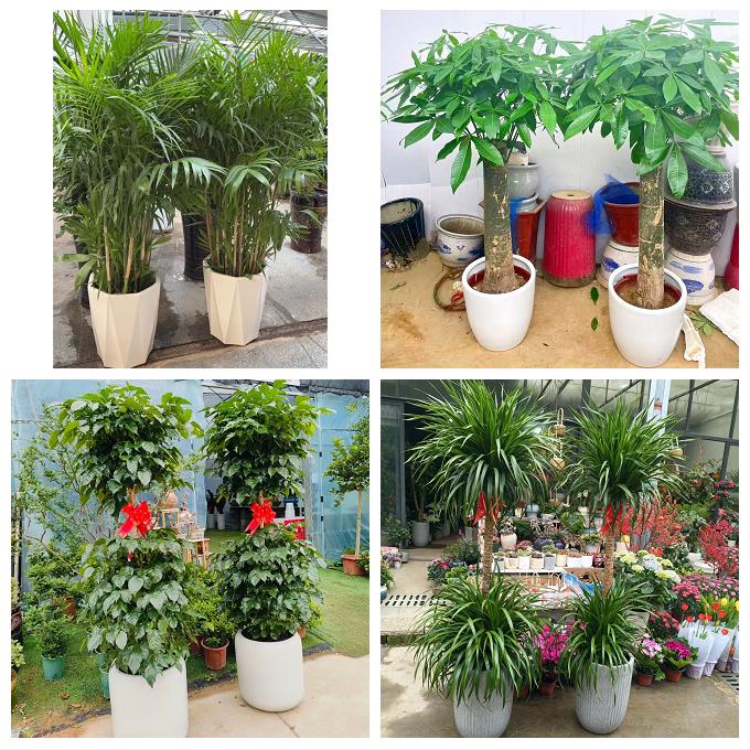 晋中市昔阳寿阳县太谷县祁县同城绿植花店公司开业送发财树金钱树