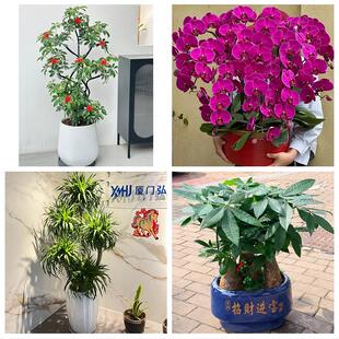 送临夏州临夏市康乐县永靖县花卉店同城配送开业绿植发财树幸福树