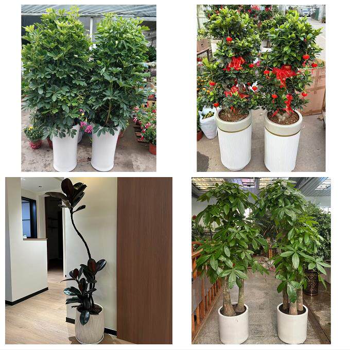 开业乔迁绿植发财树绿萝莆田城厢涵江荔城秀屿区仙游同城花店配送