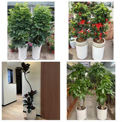 开业乔迁绿植发财树绿萝莆田城厢涵江荔城秀屿区仙游同城花店配送