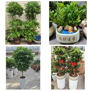 开业乔迁绿植发财树绿萝洛阳市老城西工区瀍河涧西区同城花店配送