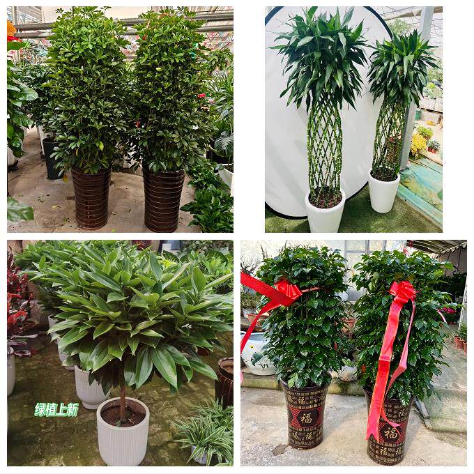 送黄冈市英山县浠水县蕲春县同城绿植花店公司开业送发财树金钱树 - 实物图