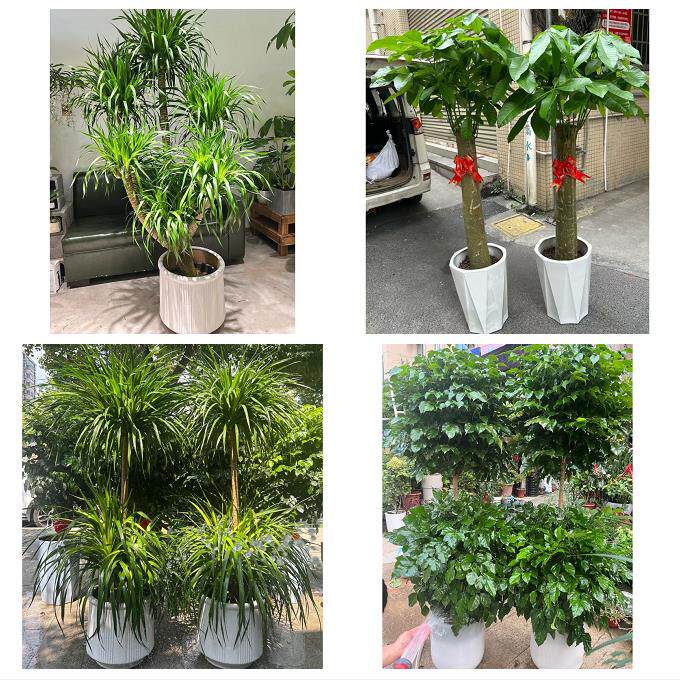 开业乔迁绿植发财树绿萝东营东营河口垦利区利津广饶同城花店配送