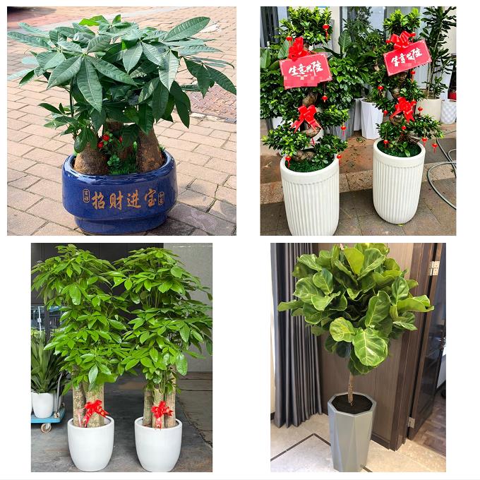 送深圳市光明新区公明龙华镇花卉店同城配送开业绿植发财树幸福树