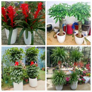 大理州弥渡南涧巍山县永平县同城绿植花店公司开业送发财树金钱树