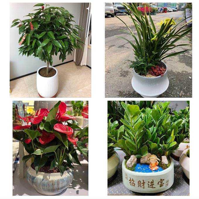 开业乔迁绿植发财树绿萝送常州市武进区溧阳市金坛区同城花店配送