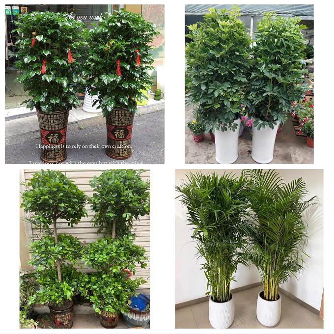 开业乔迁绿植发财树绿萝送绍兴市越城区柯桥区新昌县同城花店配送