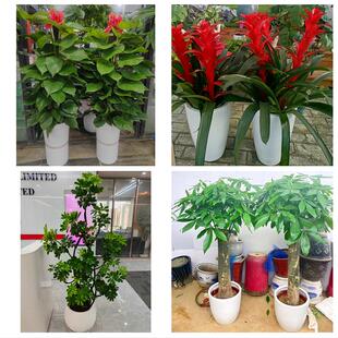 安阳汤阴县滑县内黄县林州市同城绿植花店公司开业送发财树金钱树