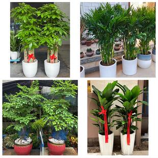 送来宾市武宣县金秀县合山市花卉店同城配送开业绿植发财树幸福树