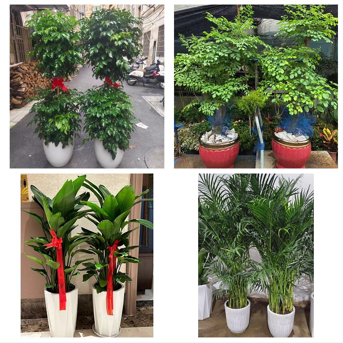 送大庆市红岗区大同区肇州县花卉店同城配送开业绿植发财树幸福树 - 实物图