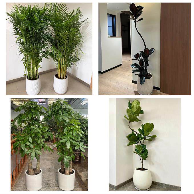 开业乔迁绿植发财树绿萝送武汉市武昌区青山区洪山区同城花店配送