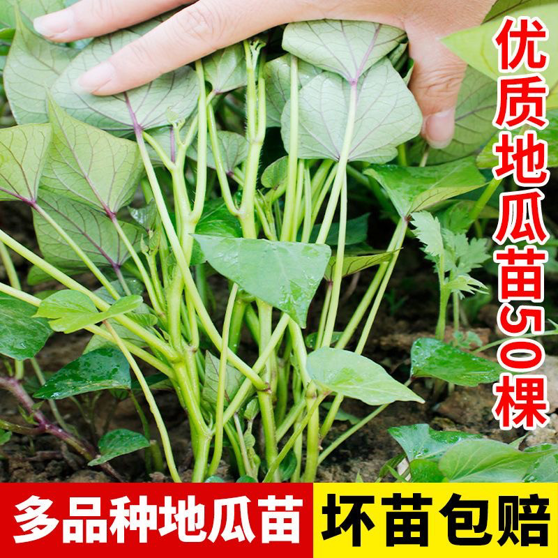 西瓜红红薯苗地瓜秧苗番薯苗白心板栗山芋苗紫皮黄心蜜本沙窝甜图片
