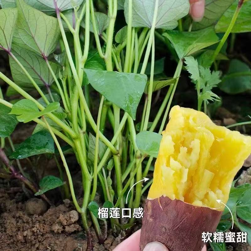 榴莲蜜红薯苗番薯苗种植