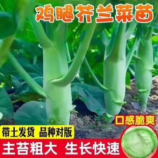 潮汕芥兰苗种苗广东鸡腿芥蓝苗大笋香菇芥兰秋冬蔬菜苗秧苗带土发