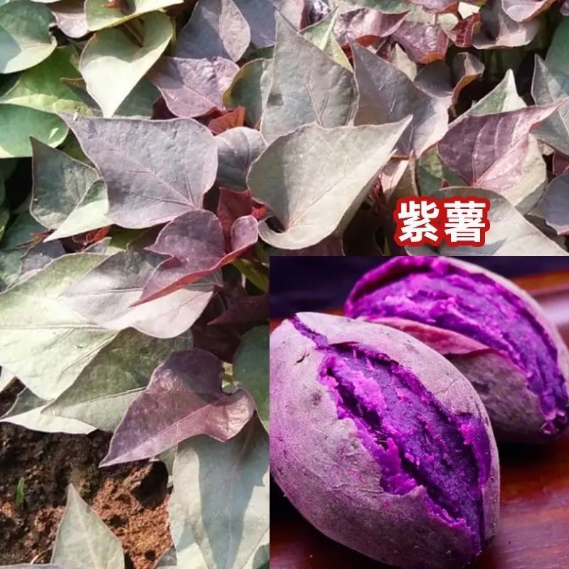 紫薯苗地瓜苗红薯苗番薯苗