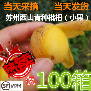 苏州西山青种枇杷84/72/60/54枚精品果PK苏州东山白玉枇杷