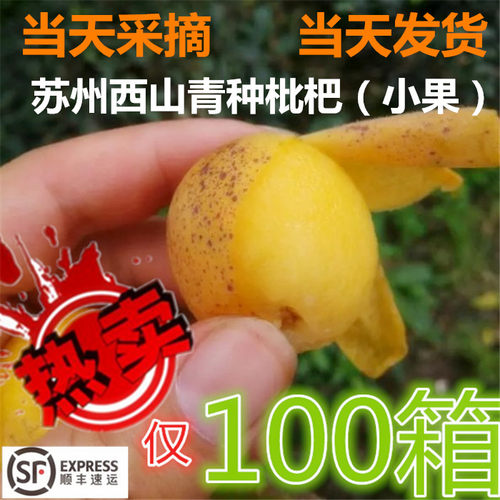 大又甜苏州青种枇杷PK白玉枇杷