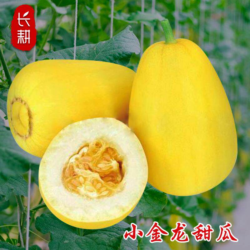 小金龙薄皮甜瓜种子杂交黄皮香瓜种籽大全春四季小哈密瓜水果种孑