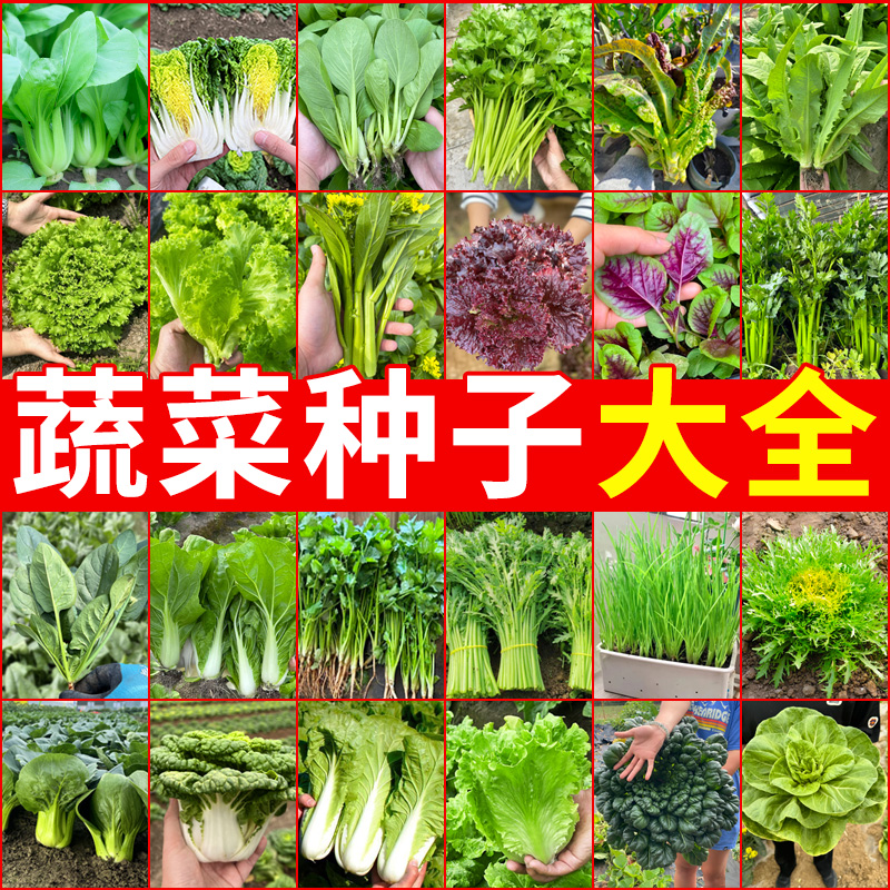 适合秋冬种的菜种秋播疏菜