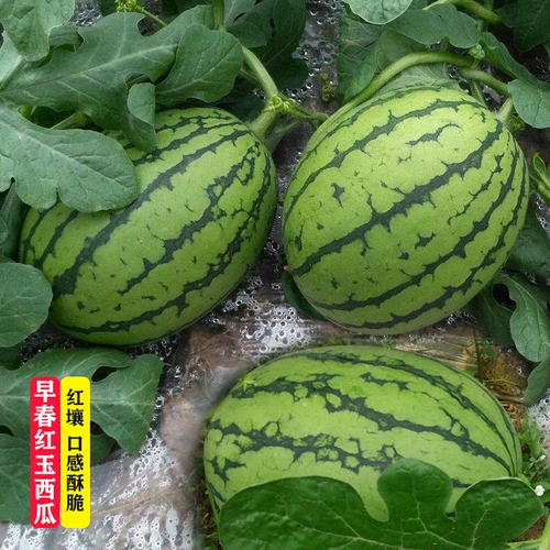 Ранняя весна Красные Нефриты Небольшие арбузы Семена в Японии, Дакуан Дакуан, Four Seasons транслируют сладкие семена весны южные саженцы южных овощей