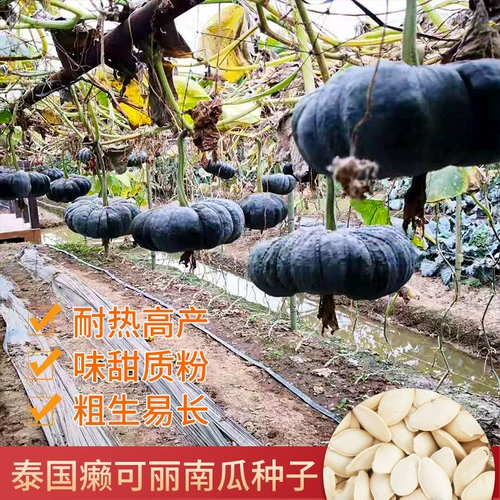 Импорт Таиланда 南 Семена тыквы кокока уродливое порошок семян дыни сладкая клейкая весна осень четыре сезона.