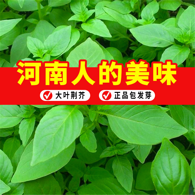 荆芥种子大叶荆芥籽河南香芥菜荆芥菜种籽菜种孑四季阳台盆栽菜种