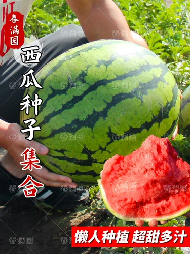 Семена арбуза Lazy Man Sweet King 8424, семена Кирина, саженцы, очень большие, высокоурожайные, бессемянные, гигантские, южные, четырехсезонные, семена фруктов