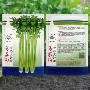 空心大叶黄芹菜种子马家沟芹菜籽高产抗病阳台盆栽春秋播蔬菜种子