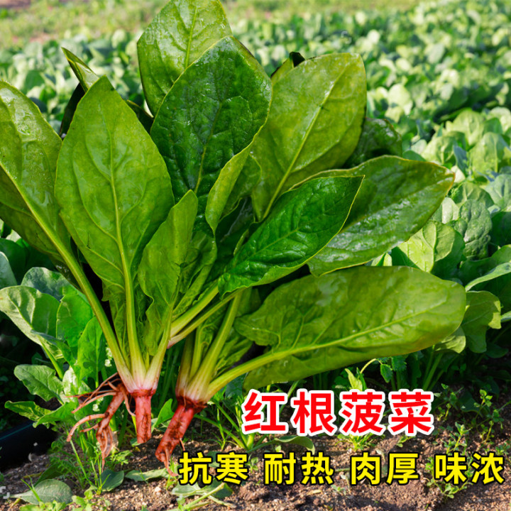 农家小叶菠菜种子大叶菠菜种籽圆叶秋冬耐寒耐热四季盆栽青菜种孑-封面