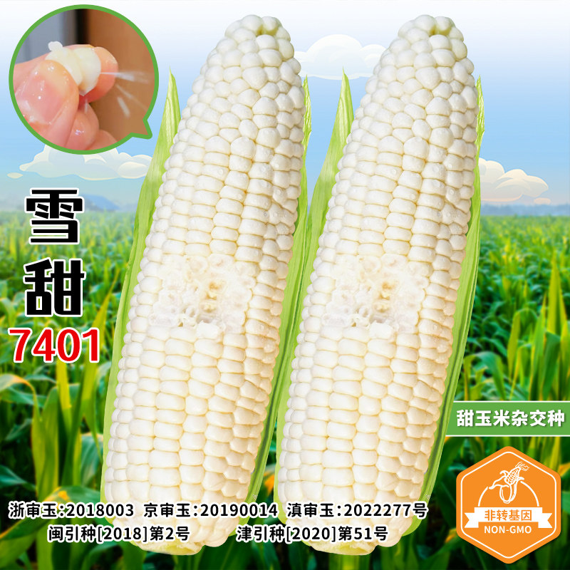 雪甜7401水果玉米种子鲜食玉米种籽春秋四季超甜燕窝微玉冰糖种孑