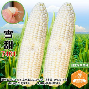 雪甜7401水果玉米种子鲜食玉米种籽春秋四季超甜燕窝微玉冰糖种孑